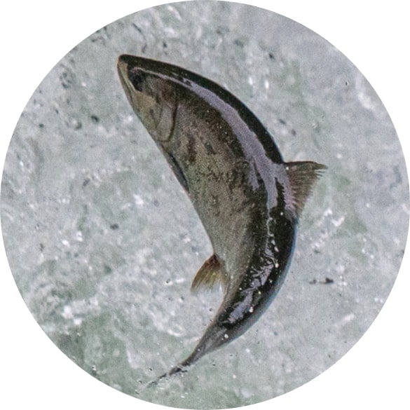 幻の魚”サクラマス”を使用