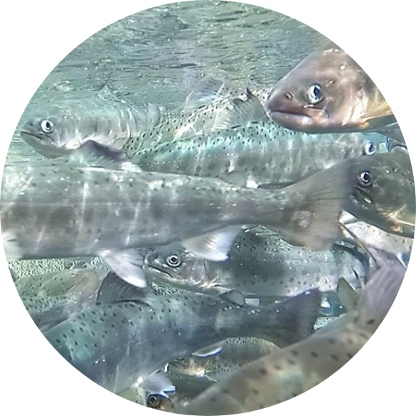 健康にとってもいいお魚”サクラマス”